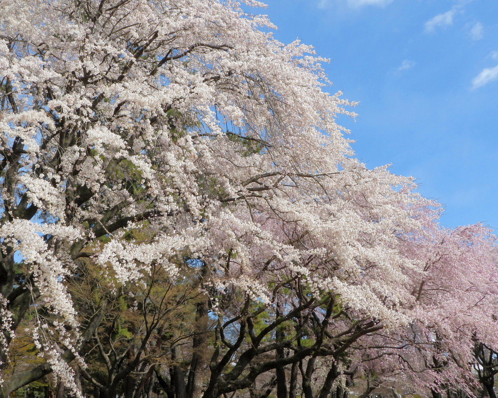 もう見頃だった 🌸 祇園シダレザクラ 🌸_c0305565_17335243.jpg