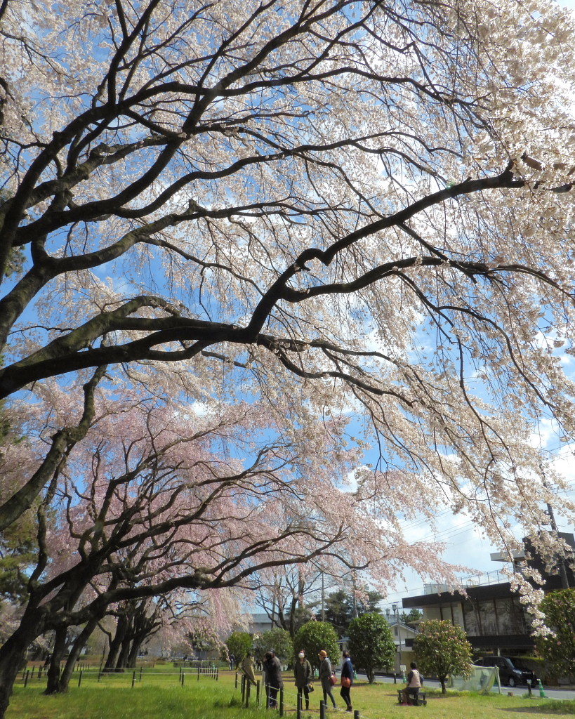 もう見頃だった 🌸 祇園シダレザクラ 🌸_c0305565_17340534.jpg