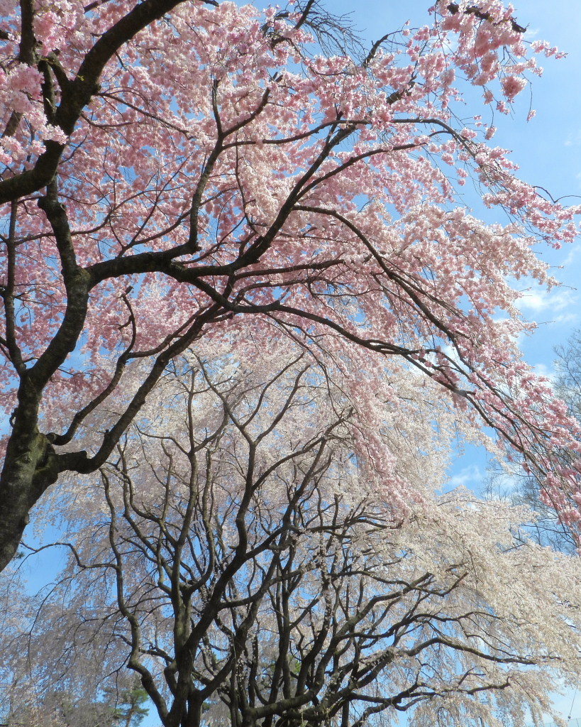もう見頃だった 🌸 祇園シダレザクラ 🌸_c0305565_17342422.jpg
