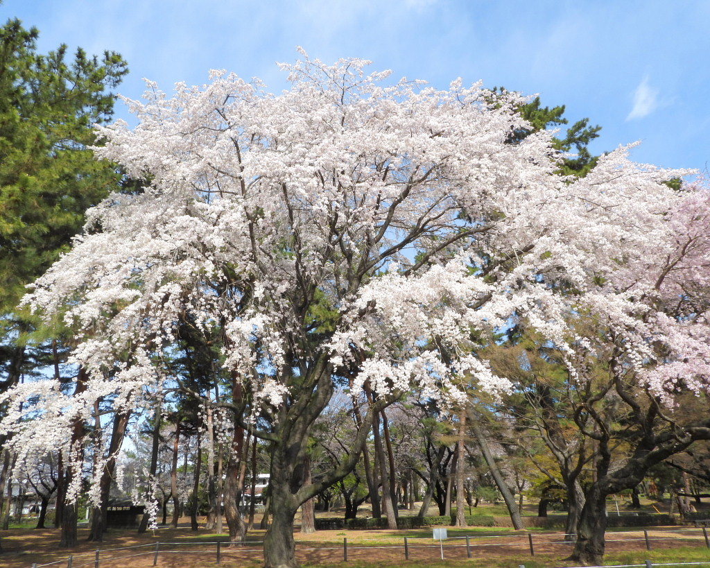 もう見頃だった 🌸 祇園シダレザクラ 🌸_c0305565_17344606.jpg