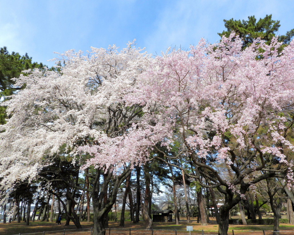 もう見頃だった 🌸 祇園シダレザクラ 🌸_c0305565_17350711.jpg