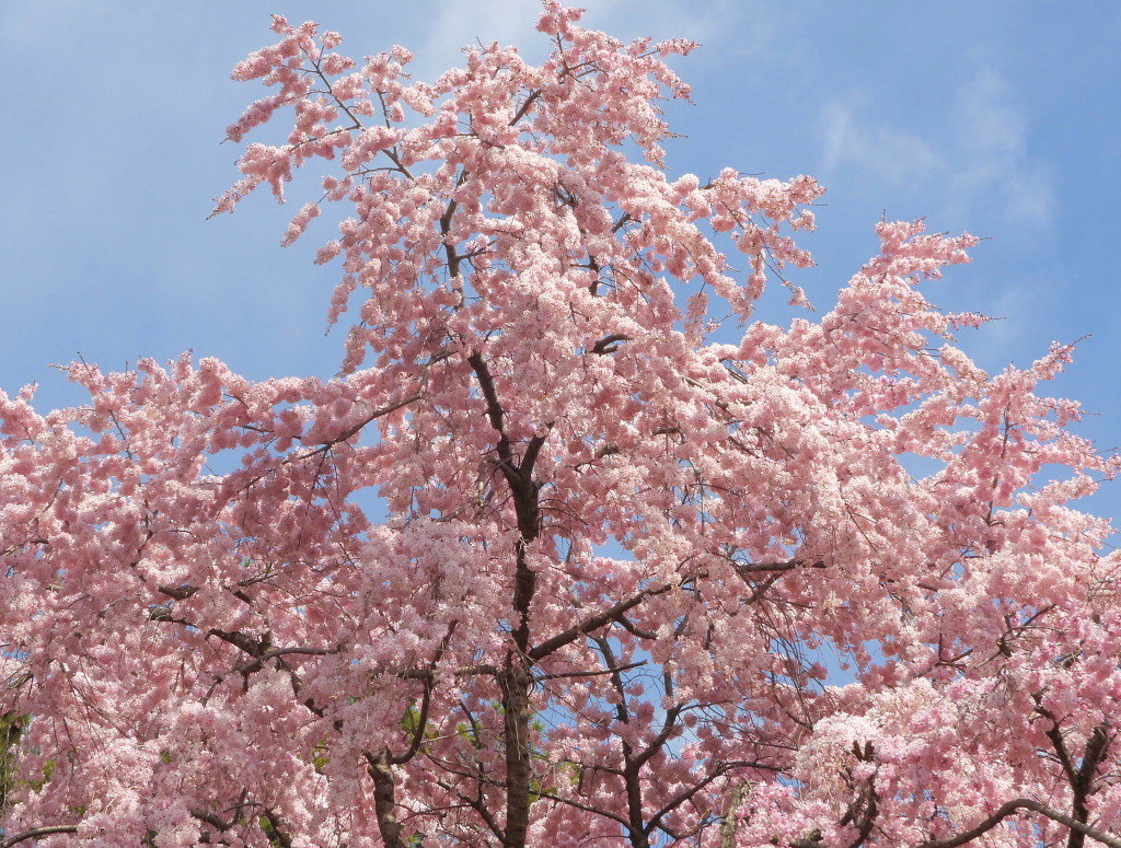 もう見頃だった 🌸 祇園シダレザクラ 🌸_c0305565_17351979.jpg