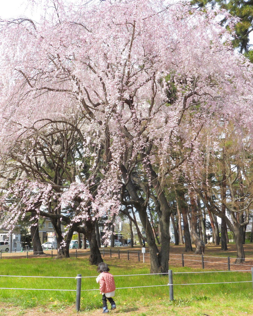 もう見頃だった 🌸 祇園シダレザクラ 🌸_c0305565_17353515.jpg