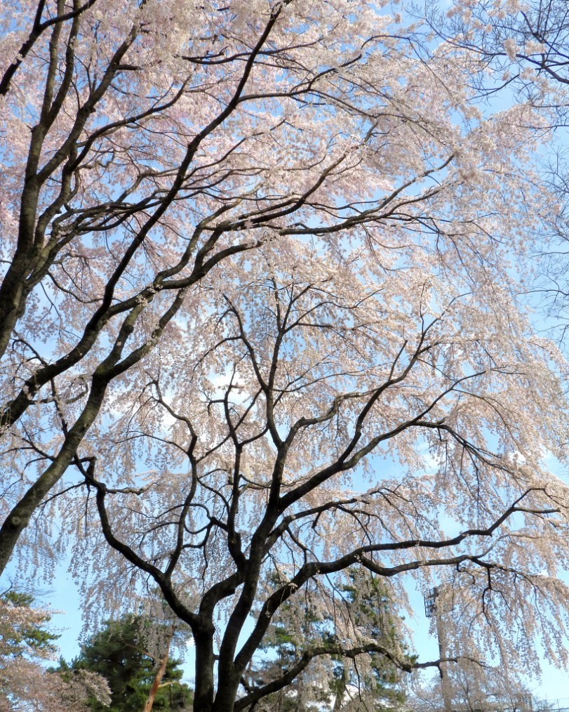 もう見頃だった 🌸 祇園シダレザクラ 🌸_c0305565_17355350.jpg