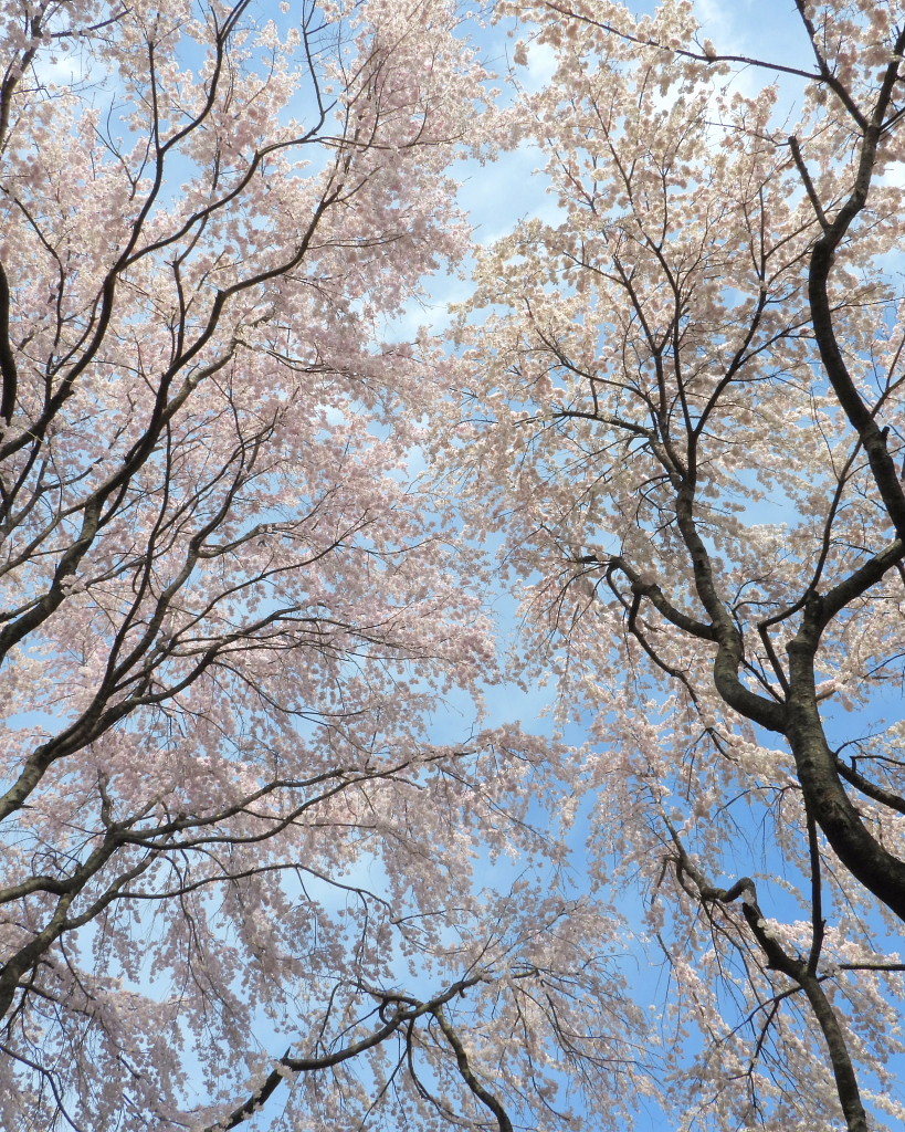 もう見頃だった 🌸 祇園シダレザクラ 🌸_c0305565_17361694.jpg