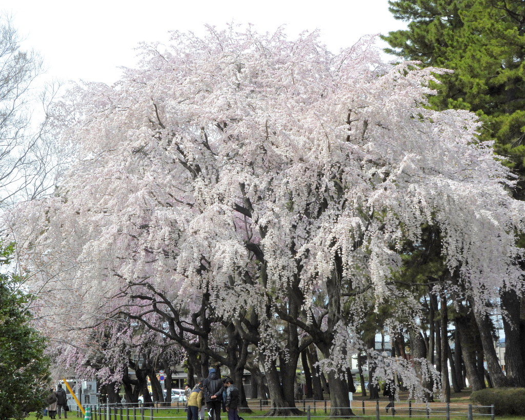 もう見頃だった 🌸 祇園シダレザクラ 🌸_c0305565_17363493.jpg