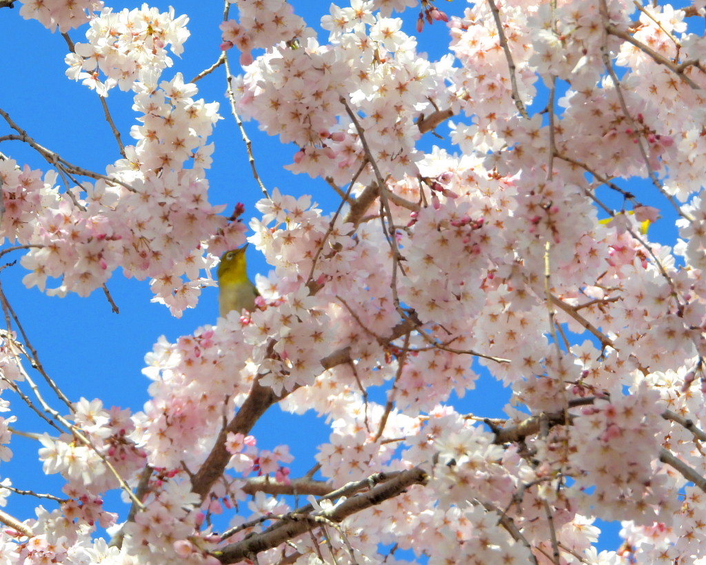 もう見頃だった 🌸 祇園シダレザクラ 🌸_c0305565_17365716.jpg