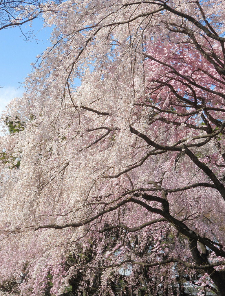 もう見頃だった 🌸 祇園シダレザクラ 🌸_c0305565_17371832.jpg