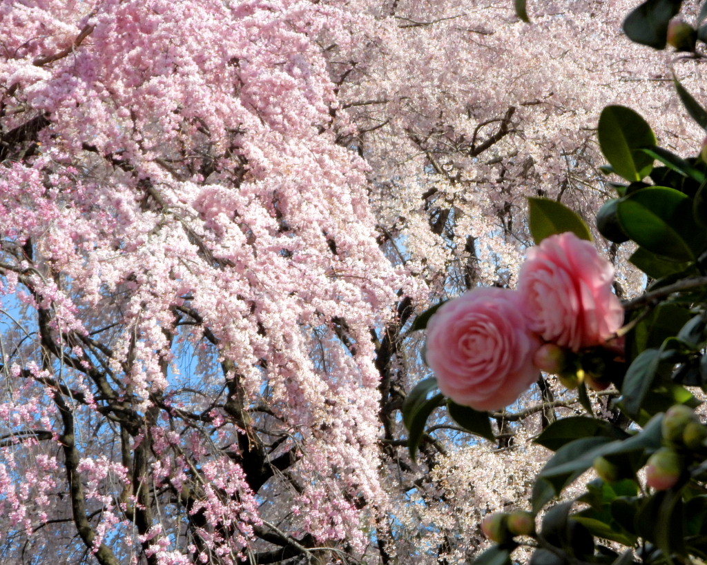 もう見頃だった 🌸 祇園シダレザクラ 🌸_c0305565_17374624.jpg