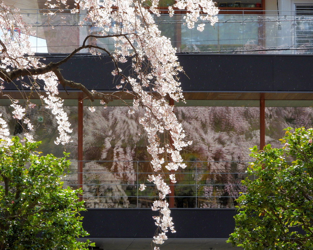 もう見頃だった 🌸 祇園シダレザクラ 🌸_c0305565_17382076.jpg