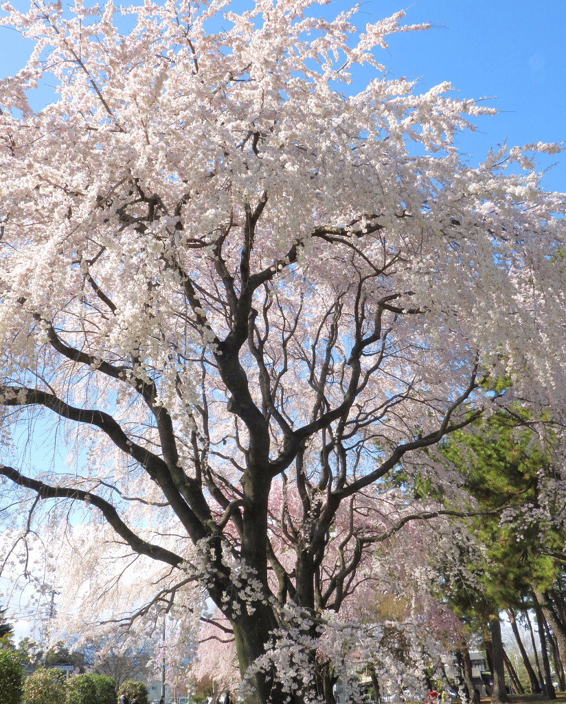 もう見頃だった 🌸 祇園シダレザクラ 🌸_c0305565_17384451.jpg