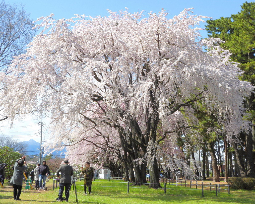 もう見頃だった 🌸 祇園シダレザクラ 🌸_c0305565_17390149.jpg