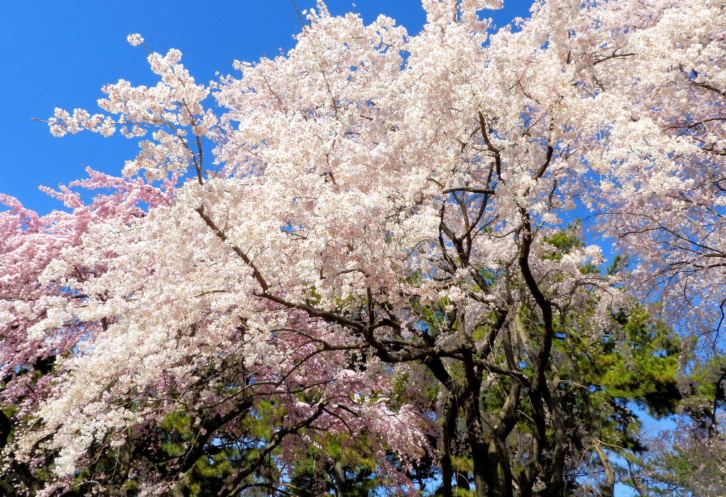 もう見頃だった 🌸 祇園シダレザクラ 🌸_c0305565_17391981.jpg