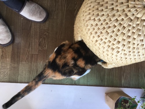 めーちゃん_a0064067_14135079.jpeg