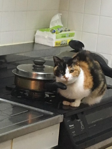 めーちゃん_a0064067_14142038.jpeg