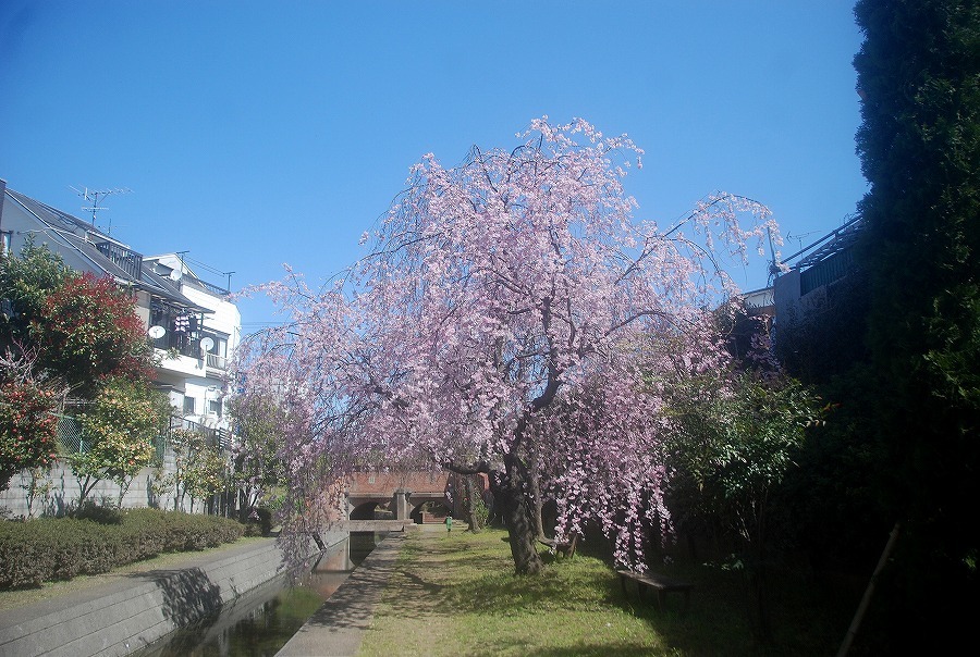 さくら咲く_c0187781_16360285.jpg