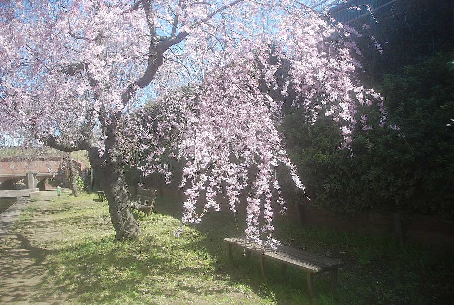 さくら咲く_c0187781_16445606.jpg