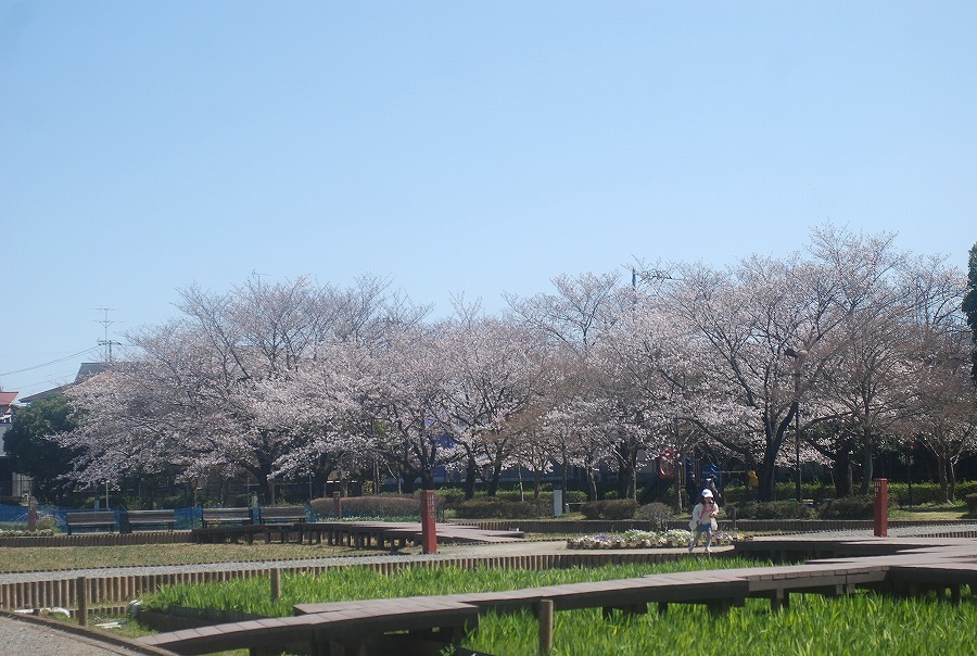 さくら咲く_c0187781_16482086.jpg