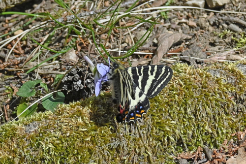 ギフチョウ　　モミジイチゴ再訪_d0353091_20073402.jpg