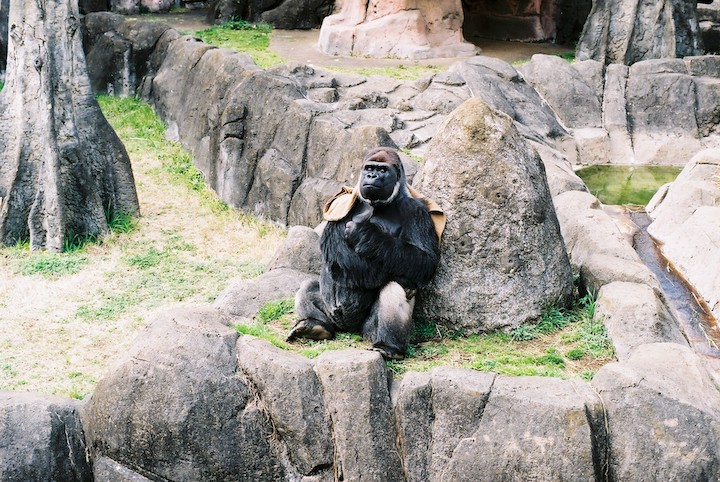 3/9 千葉市動物公園① 5枚_b0016600_23473633.jpg