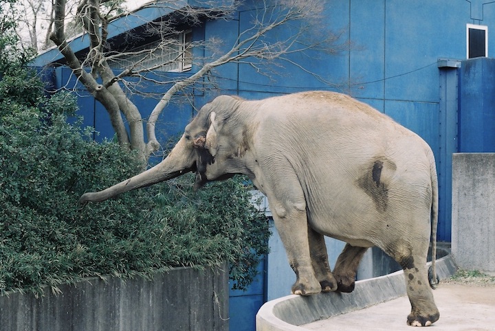 3/9 千葉市動物公園② 6枚_b0016600_23591173.jpg