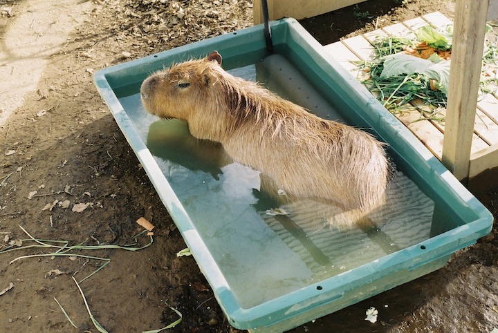 3/9 千葉市動物公園② 6枚_b0016600_23591323.jpg