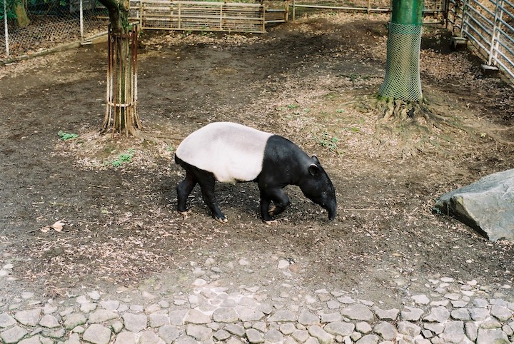 3/9 千葉市動物公園② 6枚_b0016600_2359242.jpg