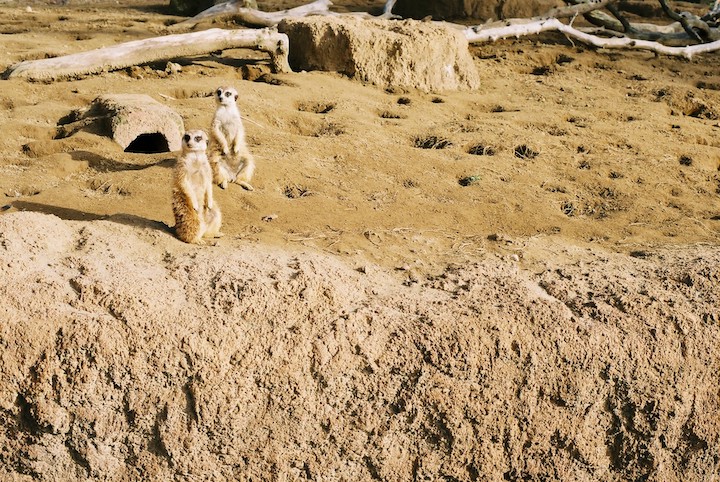 3/9 千葉市動物公園② 6枚_b0016600_2359539.jpg