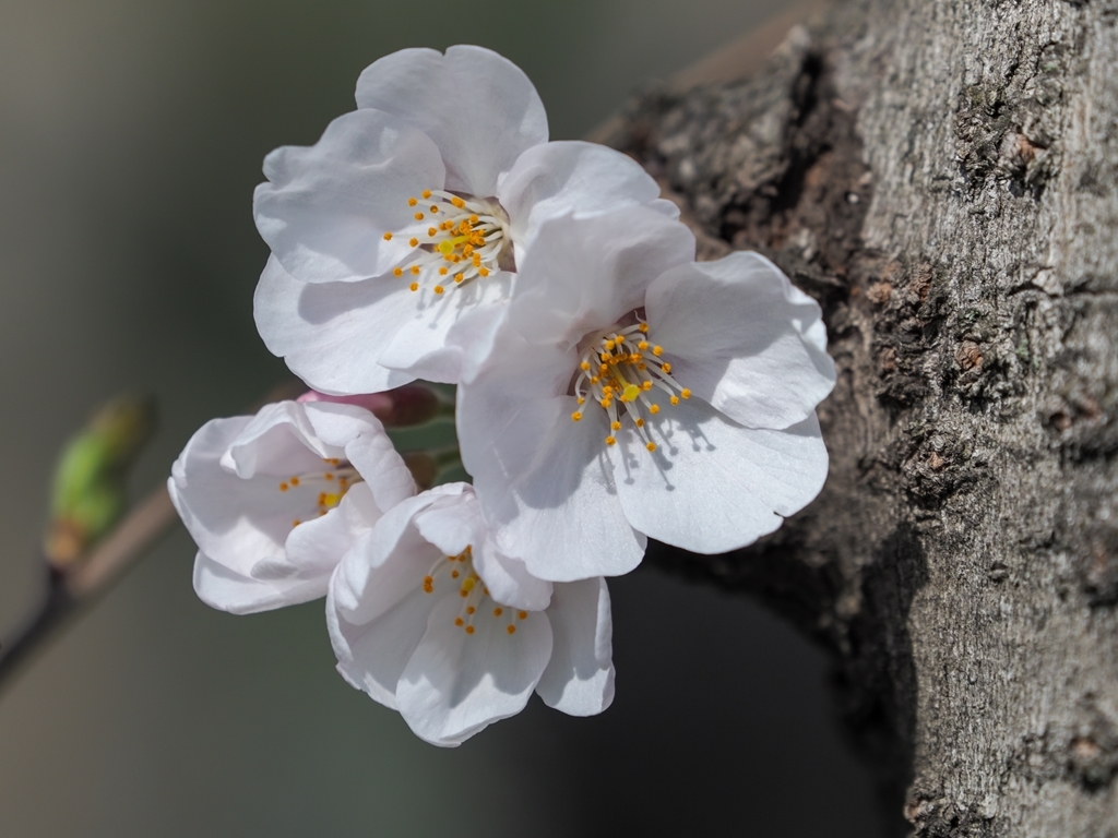  さきたま古墳 満開の桜_f0224100_10244721.jpg