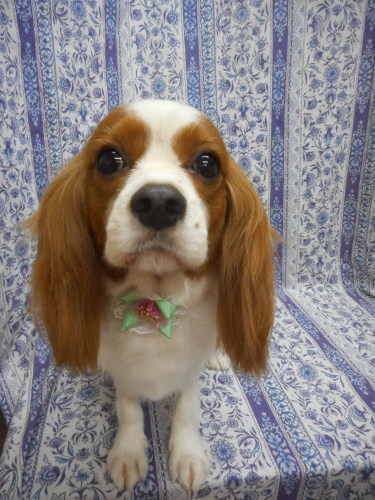 キャバリアのくうちゃん ナチュラル カットで今日も可愛いネ ふぉるむm A 千葉市 トリミングサロン 犬の美容室 千葉県 千葉市 花見川区 ペットサロン 検見川町3 340 18 ワンちゃんのカットハウス 千葉043 301 2995 10 00 19 00