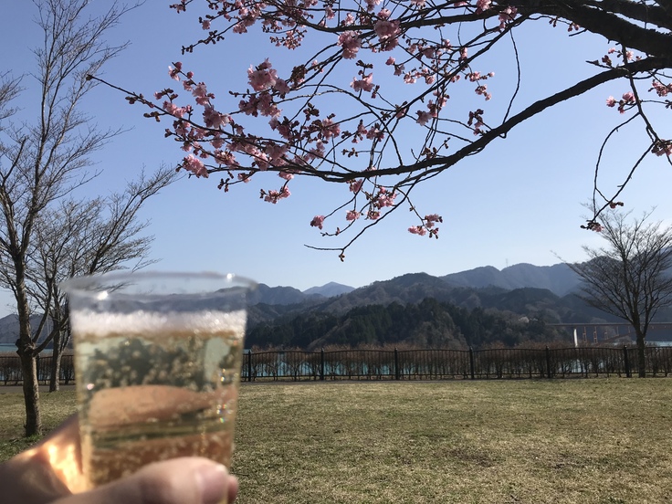 Self-isolated Hanami ひとり花見@ 宮ヶ瀬_c0212604_15385263.jpg