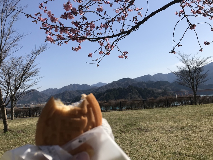 Self-isolated Hanami ひとり花見@ 宮ヶ瀬_c0212604_15395536.jpg