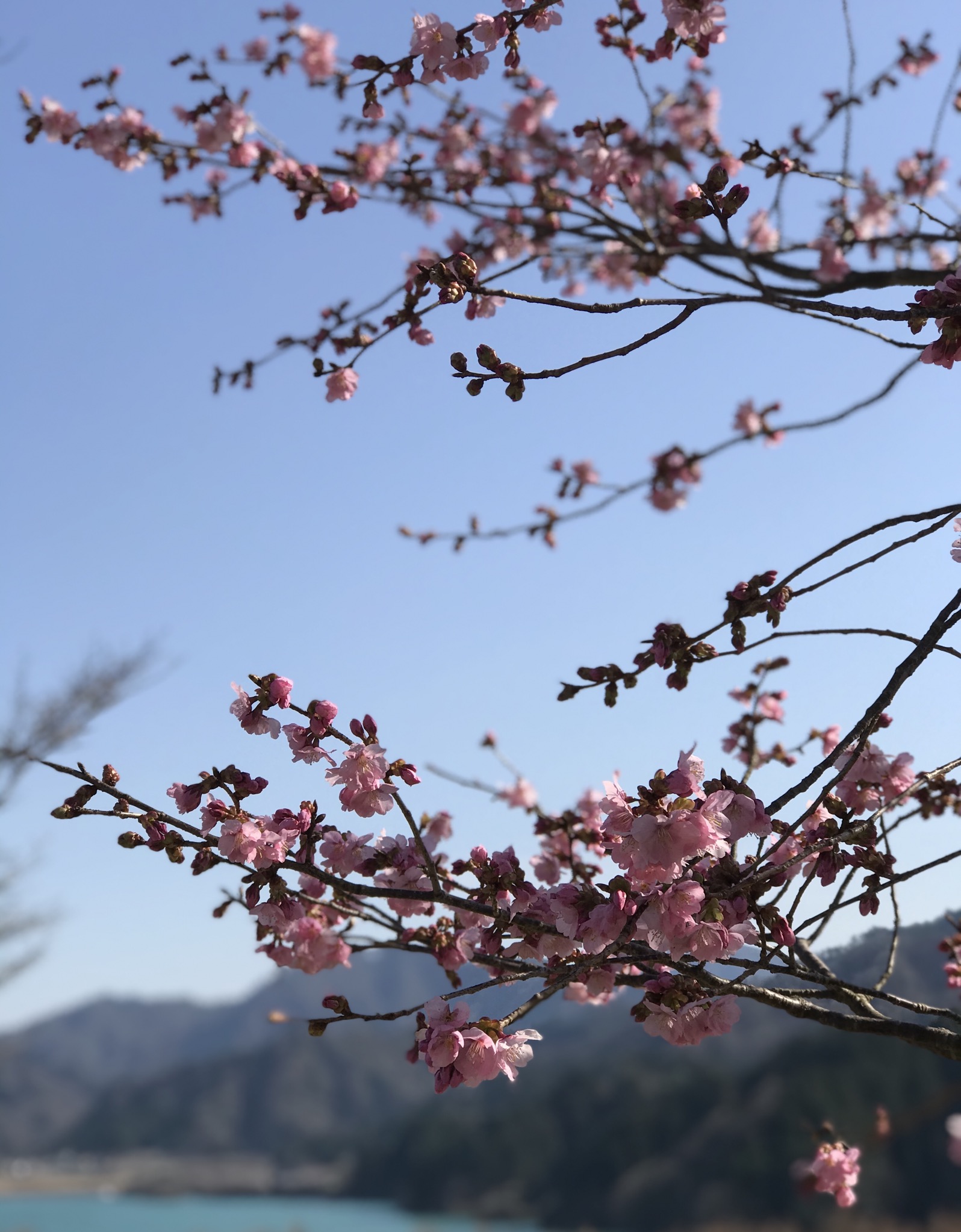 Self-isolated Hanami ひとり花見@ 宮ヶ瀬_c0212604_15463272.jpg
