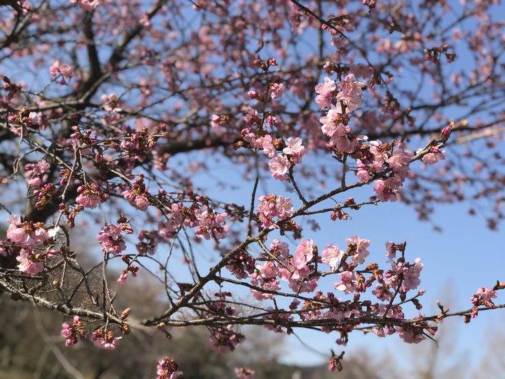 Self-isolated Hanami ひとり花見@ 宮ヶ瀬_c0212604_15483558.jpg