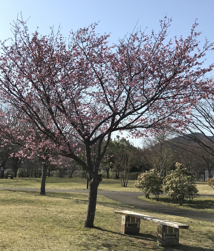 Self-isolated Hanami ひとり花見@ 宮ヶ瀬_c0212604_15541378.jpg