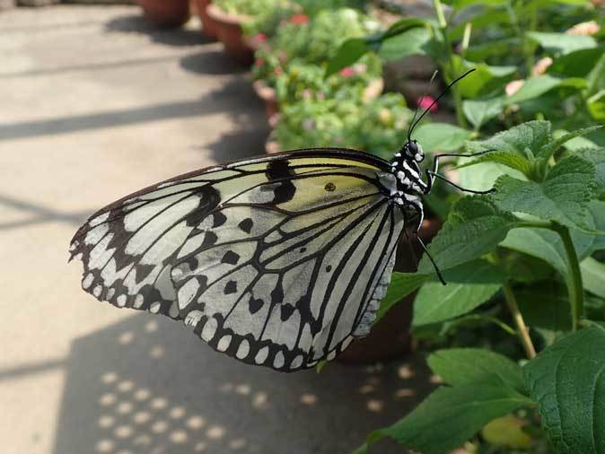 昆虫生態園 蝶の大乱舞 多摩動物公園 April 19 続々 動物園ありマス