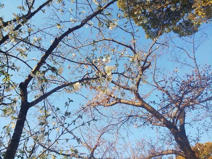 お花見してます🥰_a0098418_10220917.jpg