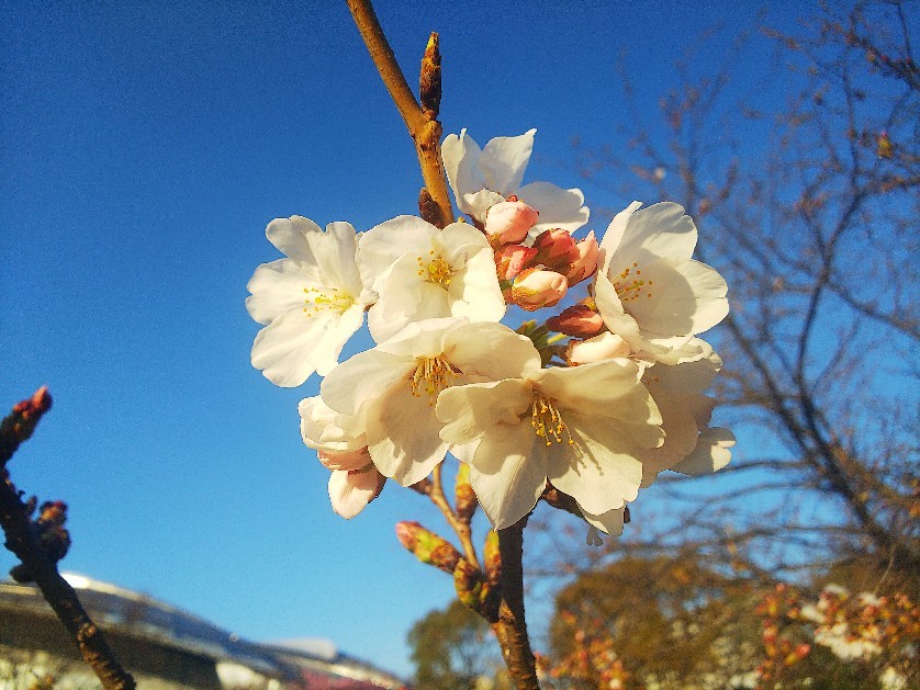 お花見してます🥰_a0098418_10220934.jpg