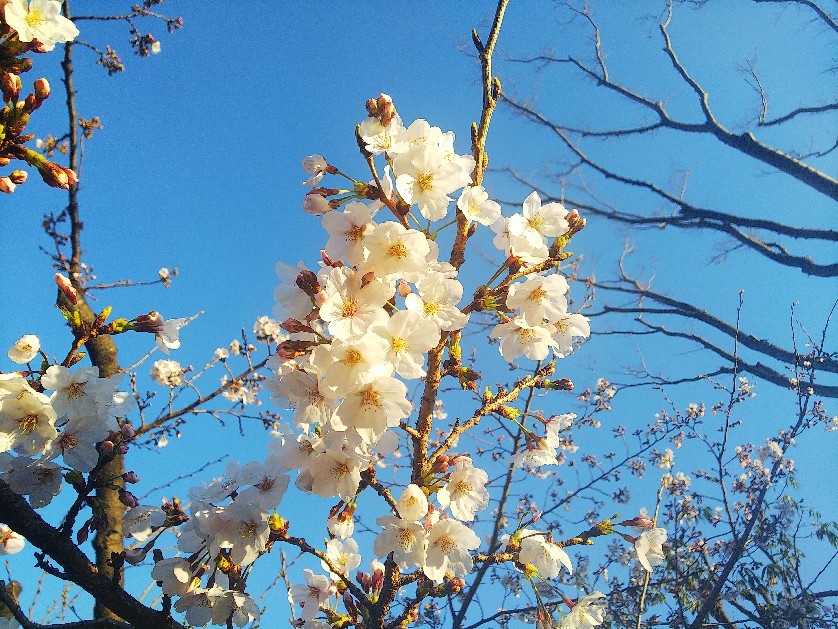 お花見してます🥰_a0098418_10221012.jpg