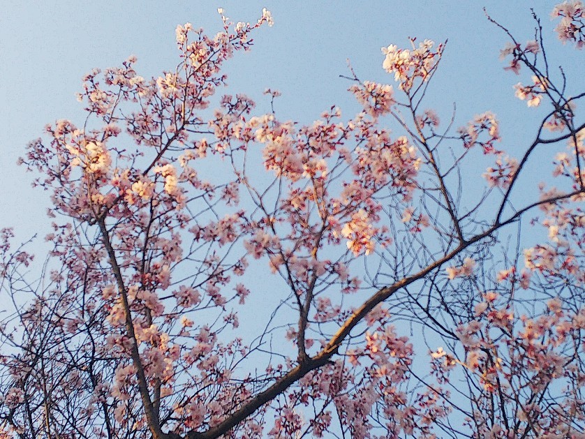 お花見してます🥰_a0098418_10221017.jpg
