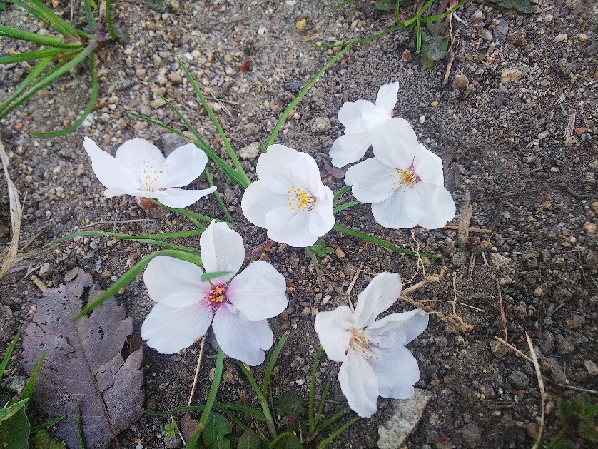 お花見してます🥰_a0098418_10221060.jpg