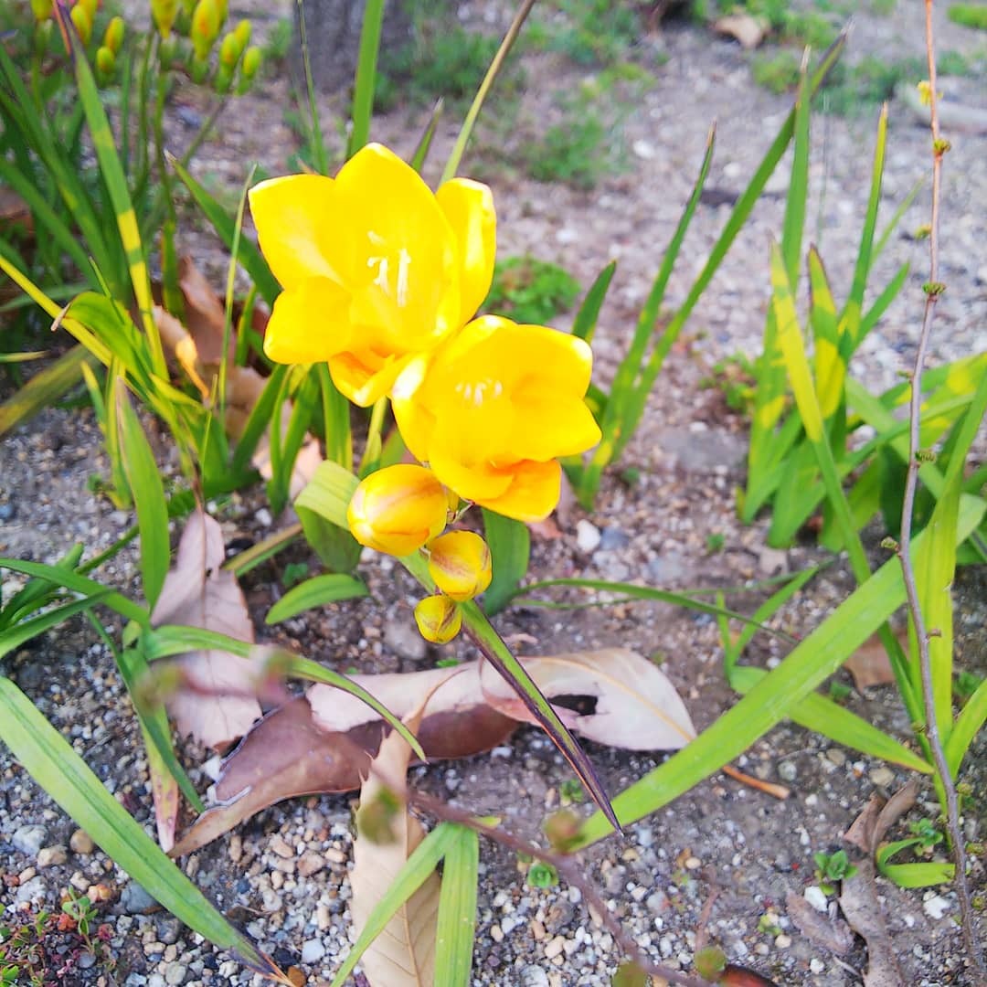 お花見してます🥰_a0098418_10234574.jpg
