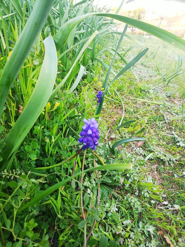 お花見してます🥰_a0098418_10234666.jpg