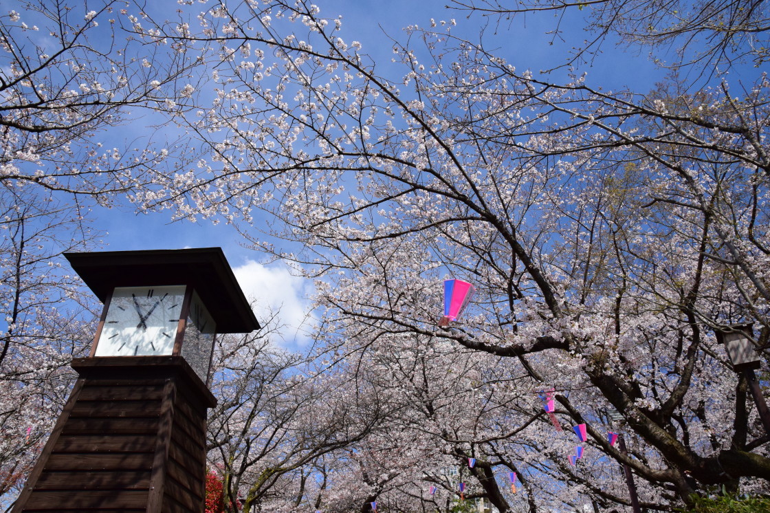 飛鳥山公園の桜_a0385725_23453033.jpg