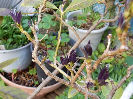 黒い新芽の ニオイバンマツリ 自然とともに生きる