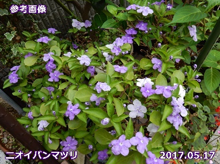 黒い新芽の ニオイバンマツリ 自然とともに生きる