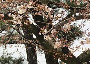 咲いた~咲いた~♪_e0325335_1159582.jpg