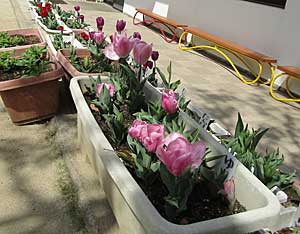 咲いた~咲いた~♪_e0325335_1201836.jpg
