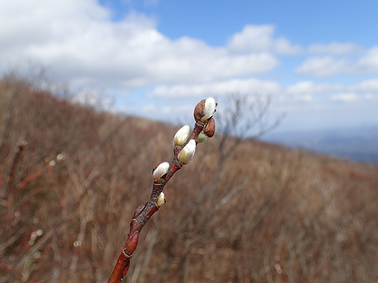 3月20日の三瓶山②_f0214649_06031109.jpg