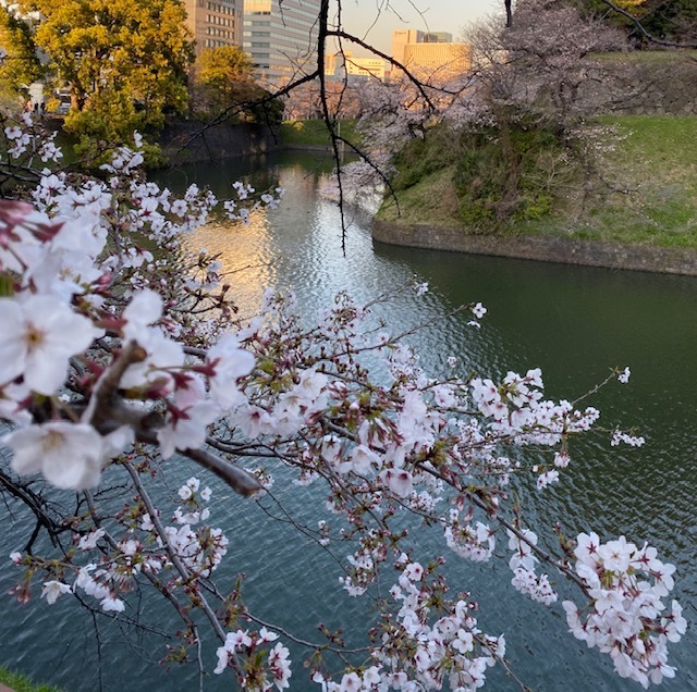 Cherryーblossom viewing 桜田門~半蔵門~千鳥ヶ淵 次男夫婦と♪ _a0165160_21550635.jpg